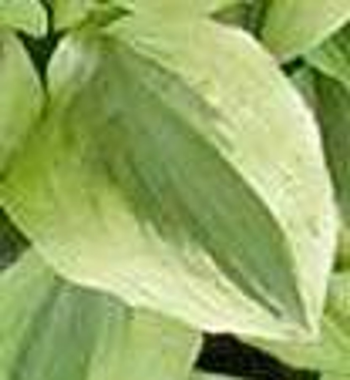 Hosta GRAND TIARA 25 BR Plants