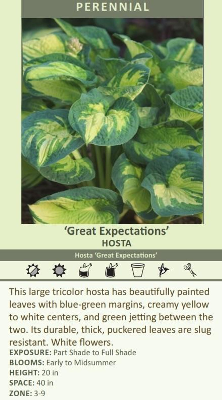 Hosta GREAT EXPECTATIONS 20ct Flat