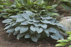 Hosta HALCYON 20ct Flat