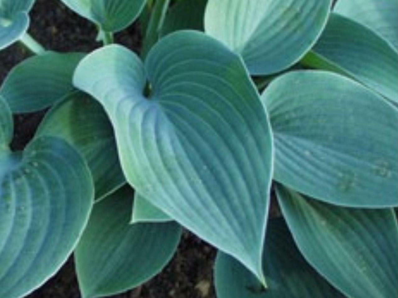 Hosta HALCYON 20ct Flat