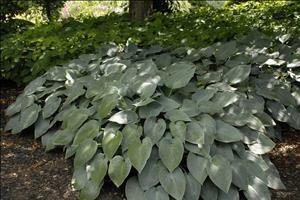 Hosta HALCYON 20ct Flat