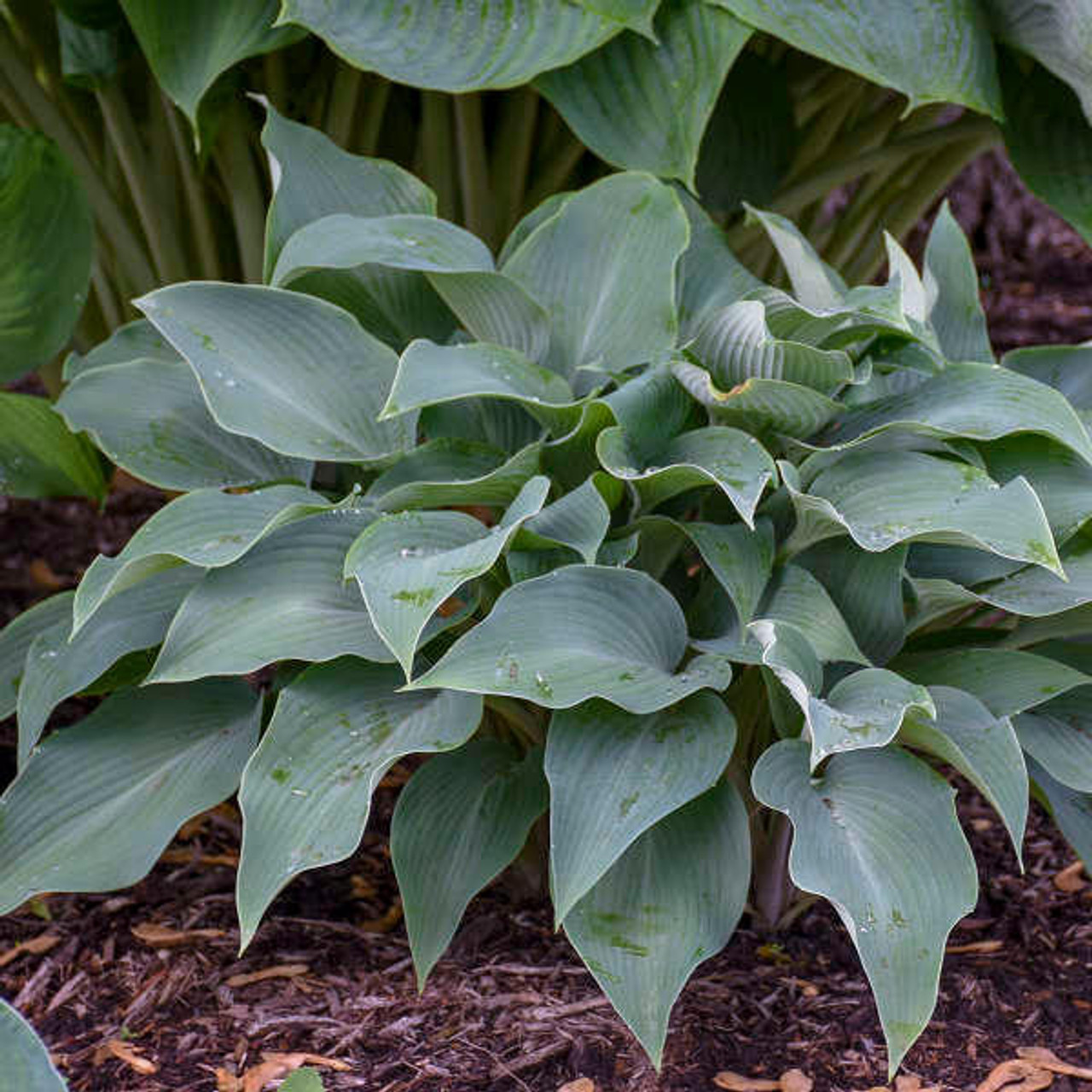 Hosta 'Halcyon' (20)ct Flat