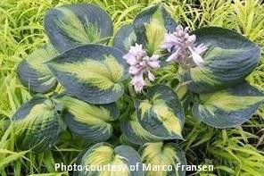 Hosta HEAT WAVE 20ct Flat