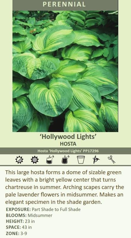 Hosta HOLLYWOOD LIGHTS 20ct Flat