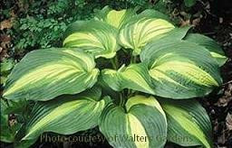 Hosta HOLLYWOOD LIGHTS 20ct Flat