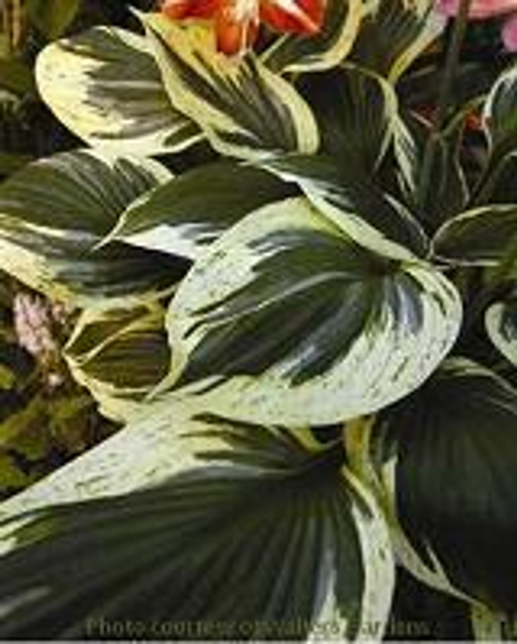 Hosta INDEPENDENCE 20ct Flat