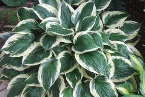 Hosta INDEPENDENCE 20ct Flat