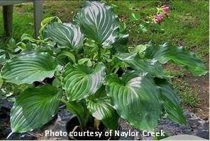 Hosta IrisH LUCK 20ct Flat