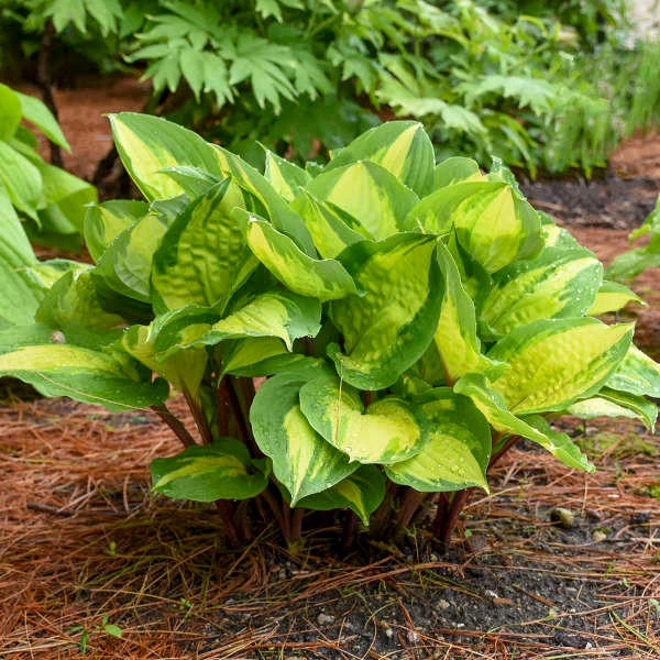 Hosta 'Island Breeze' PP27151 (20)ct Flat