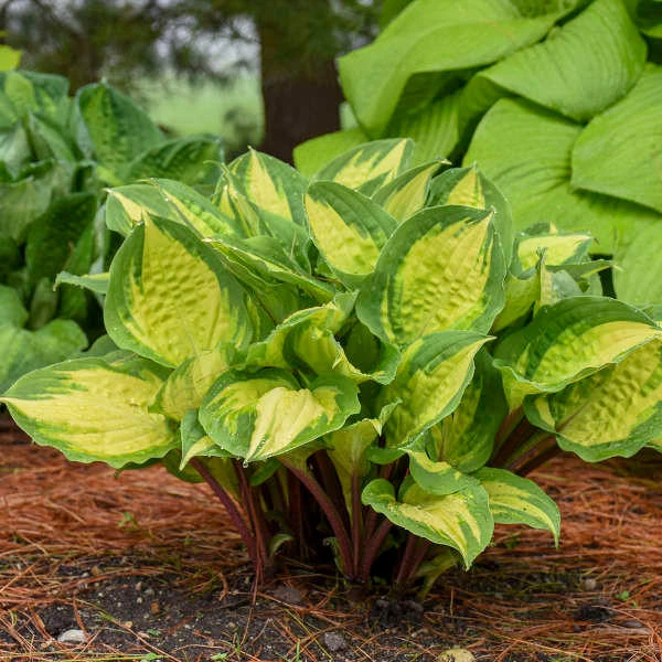 Hosta 'Island Breeze' PP27151 (20)ct Flat