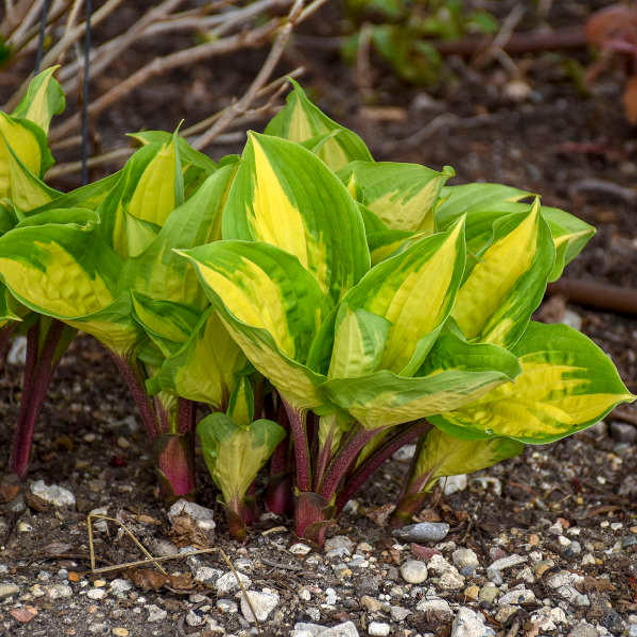 Hosta 'Island Breeze' PP27151 (20)ct Flat