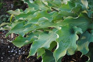 Hosta JOY RIDE PPAF 20ct Flat