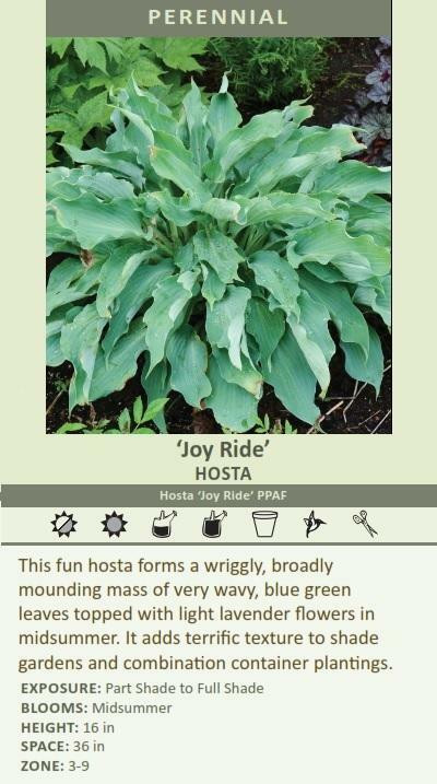 Hosta JOY RIDE PPAF 20ct Flat