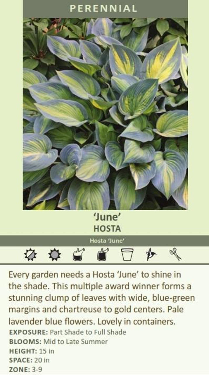 Hosta JUNE 20ct Flat