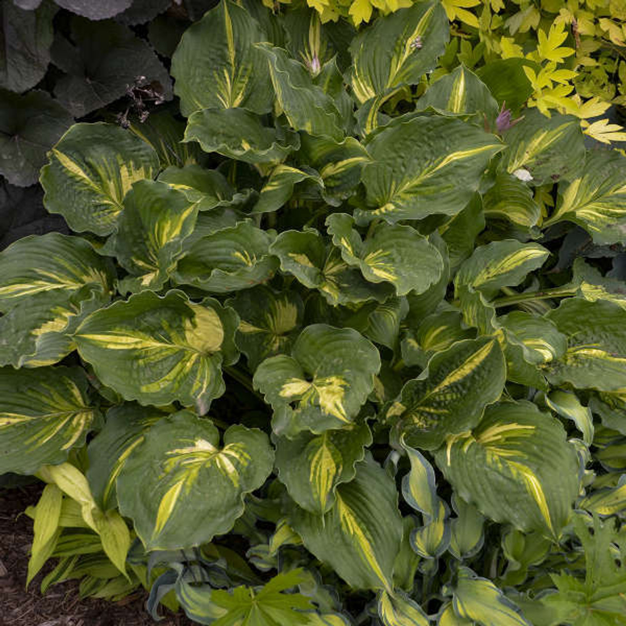 Hosta LAKESIDE PAISLEY PRINT