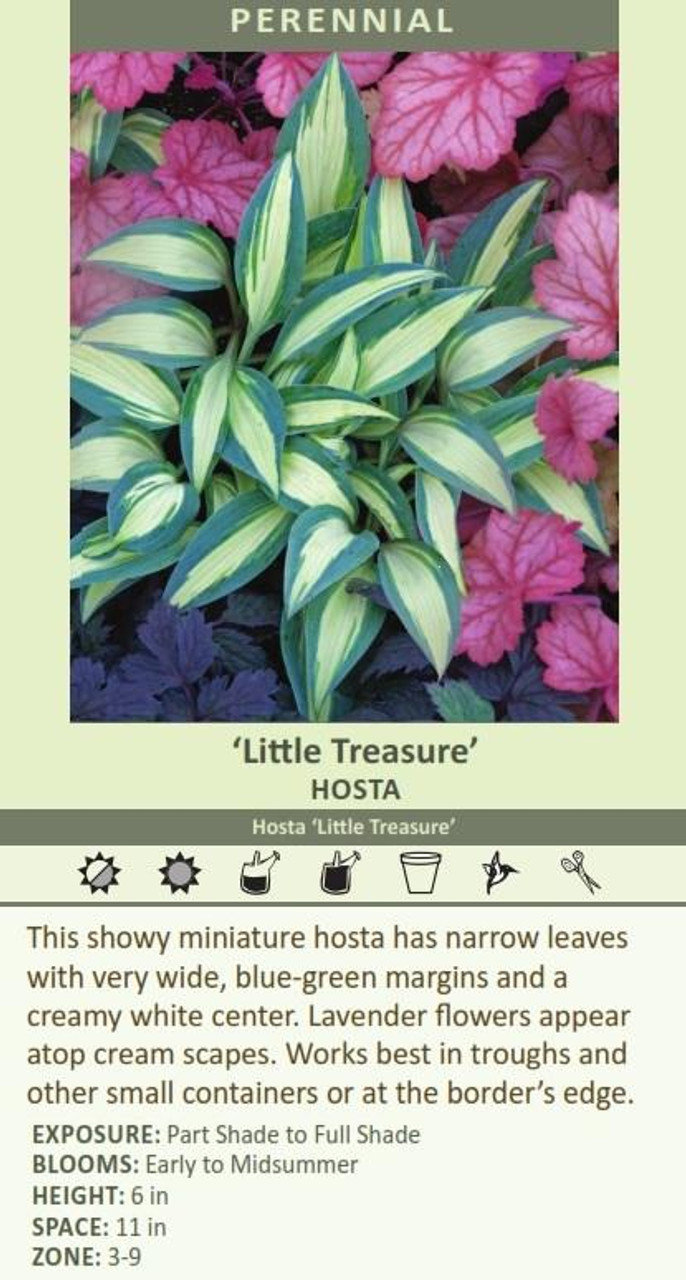 Hosta LITTLE TREASURE PP21210 20ct Flat