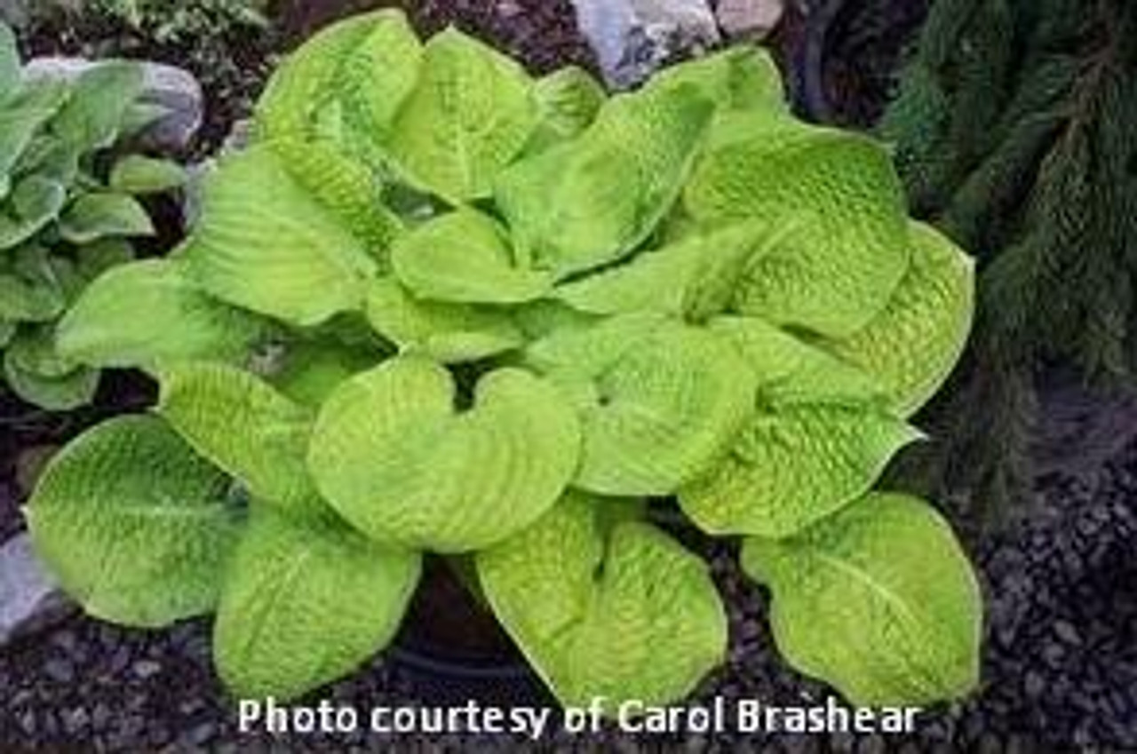 Hosta MAYFLOWER MOON 20ct Flat