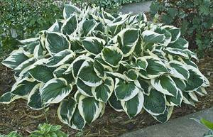 Hosta MINUTEMAN 20ct Flat