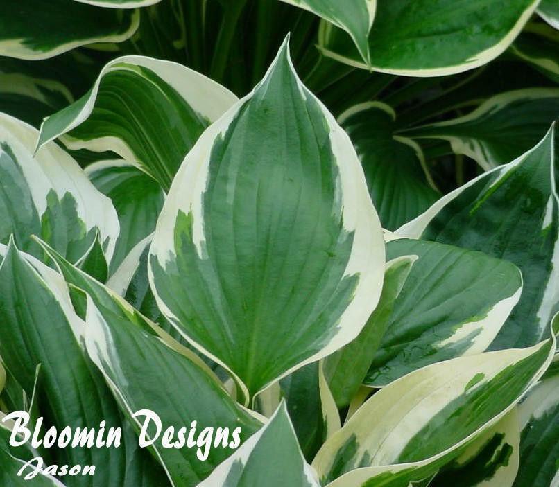 Hosta MINUTEMAN 20ct Flat