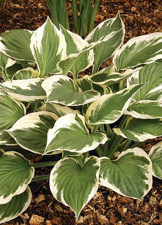 Hosta MINUTEMAN 20ct Flat