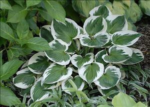 Hosta MINUTEMAN 20ct Flat