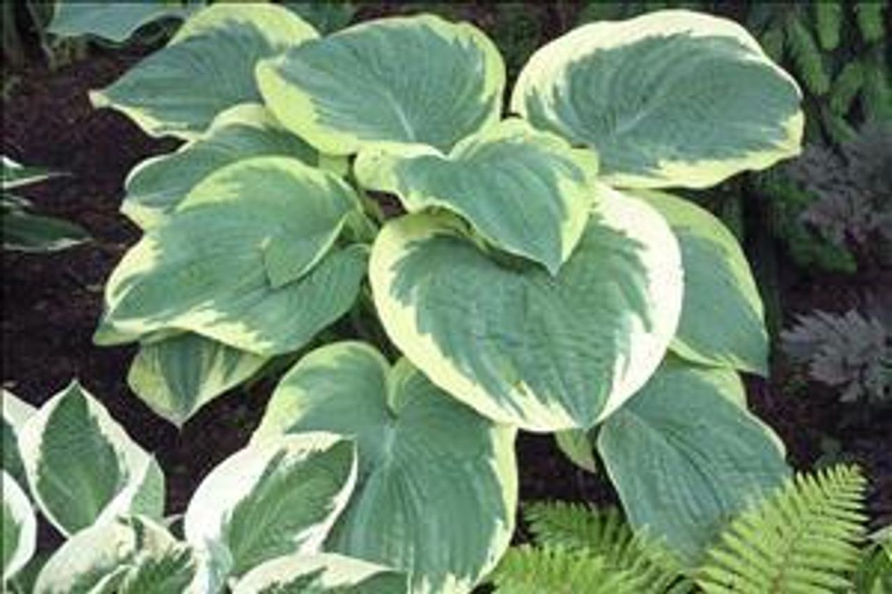 Hosta NORTHERN EXPOSURE 20ct Flat