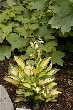 Hosta ORANGE MARMALADE shipped from Grower to your door