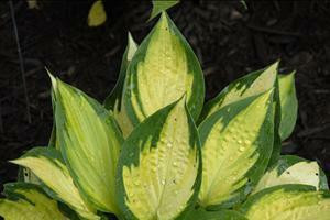 Hosta ORANGE MARMALADE shipped from Grower to your door