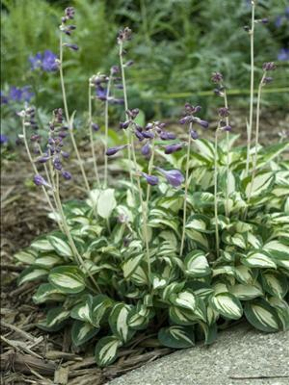 Hosta Pandoras Box 20ct Flat