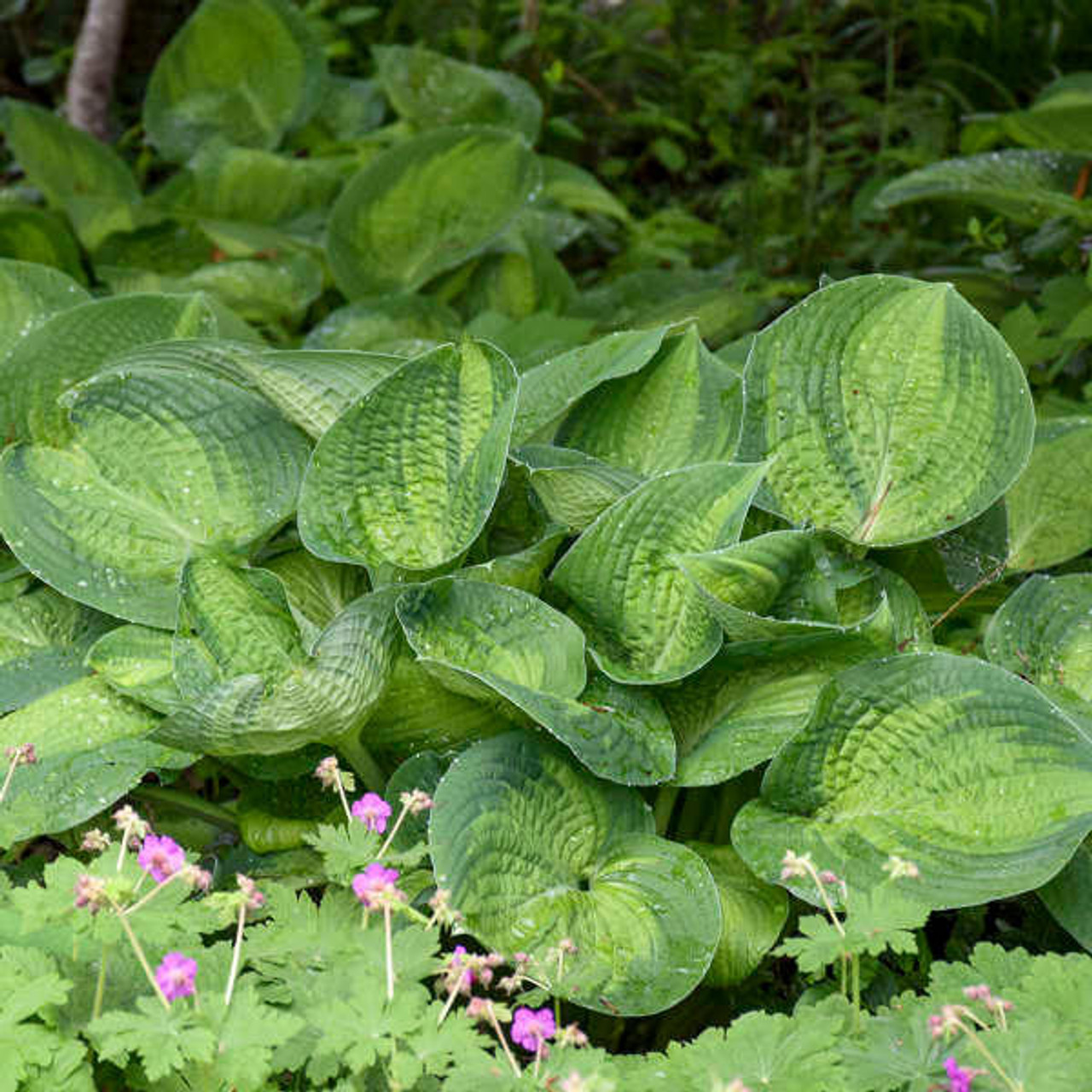 Hosta 'Paradigm' (20)ct Flat