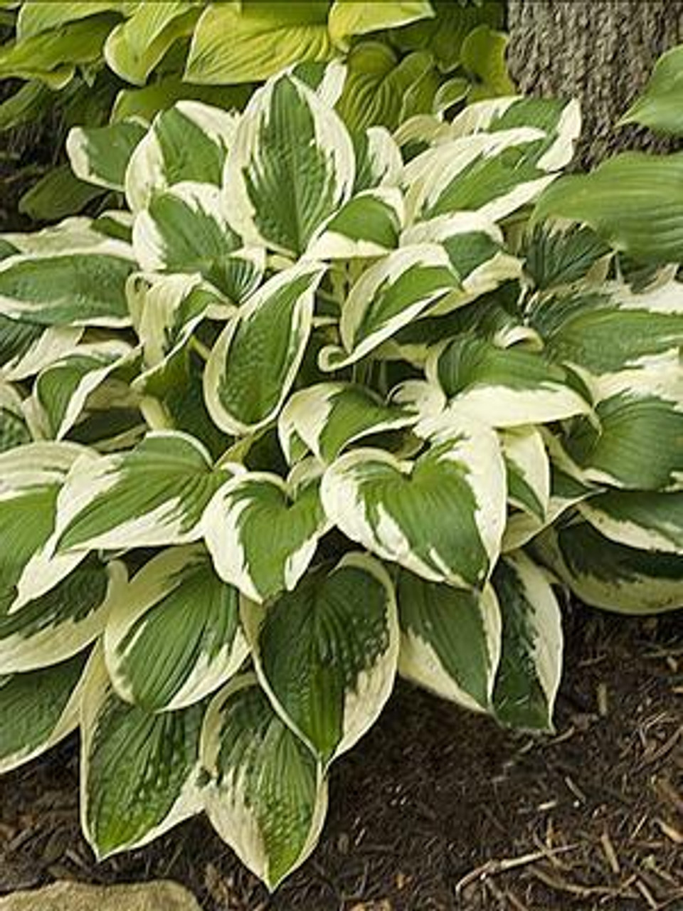 Hosta PATRIOT 20ct Flat