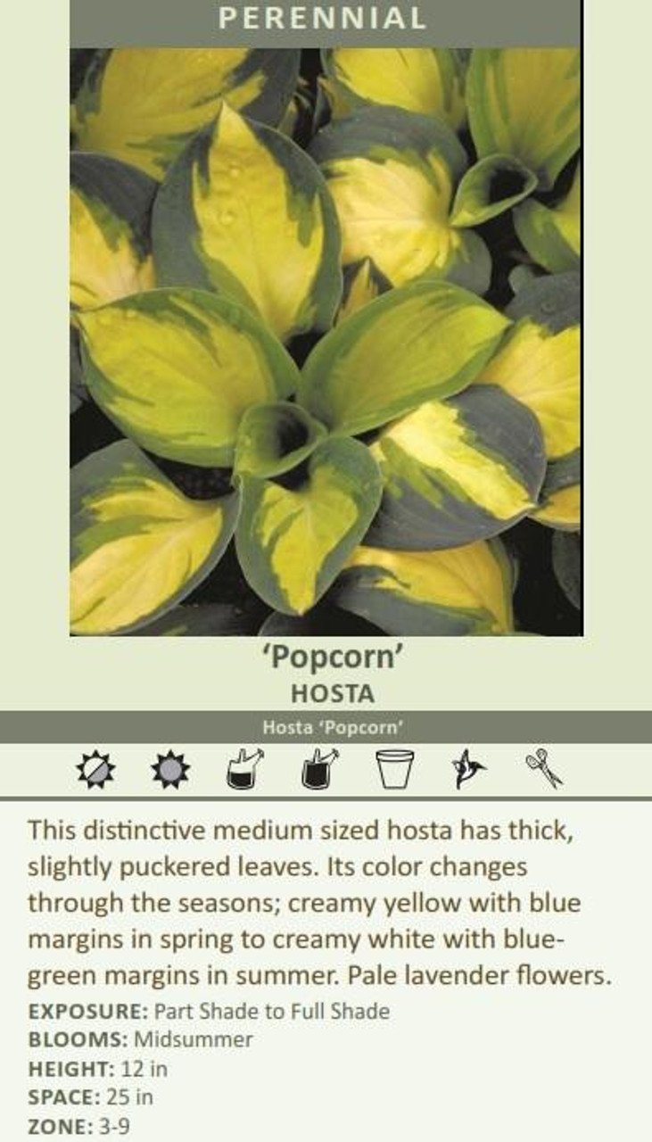 Hosta POPCORN 20ct Flat