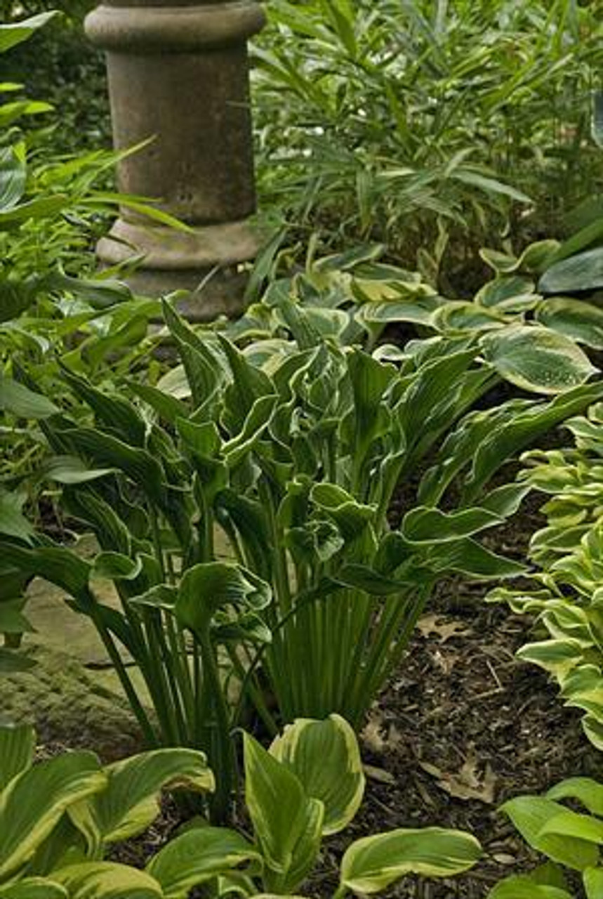 Hosta PRAYING HANDS 25 BR Plants