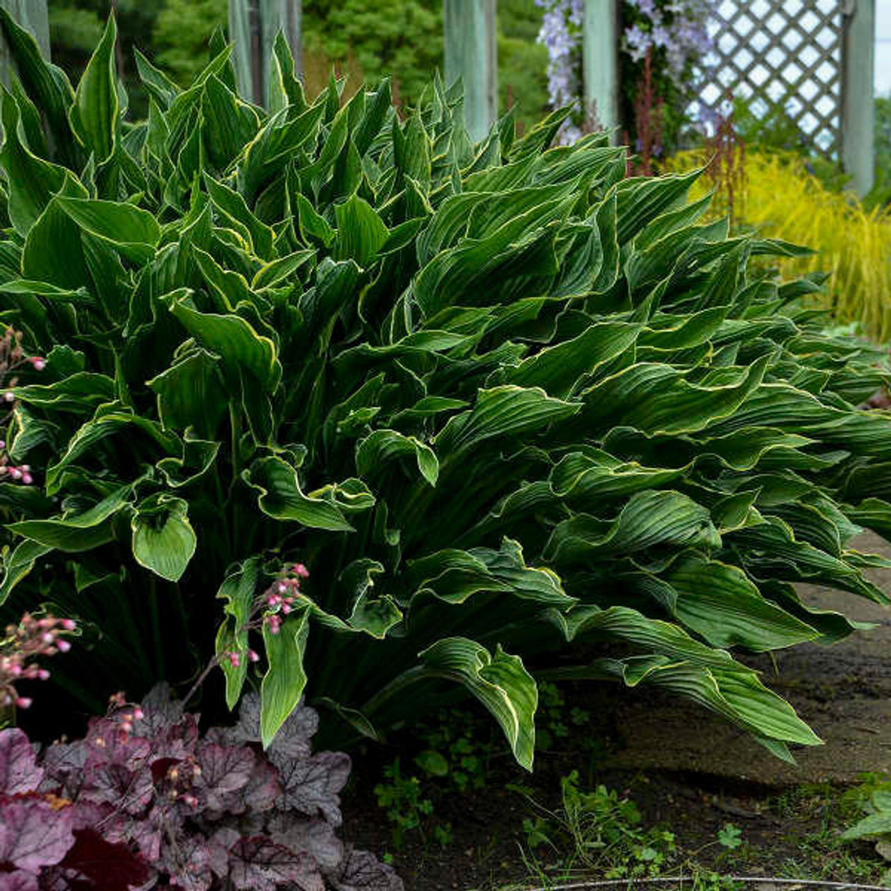 Hosta 'Praying Hands' (25) BR Plants