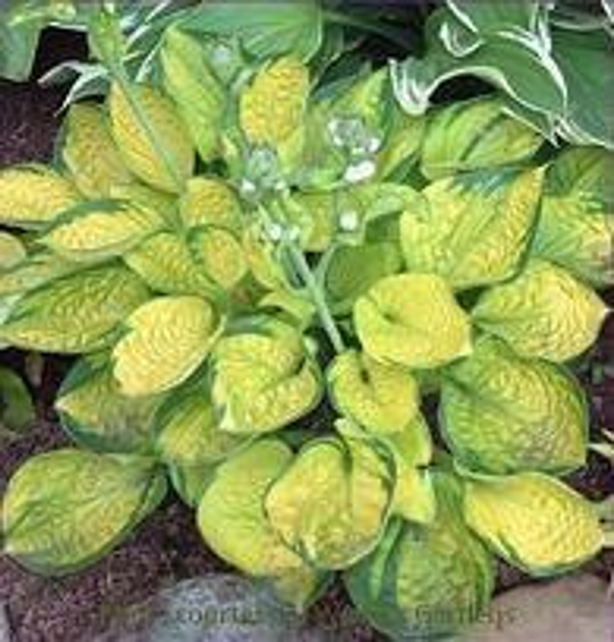 Hosta RAINFOREST SUNRISE 20ct Flat