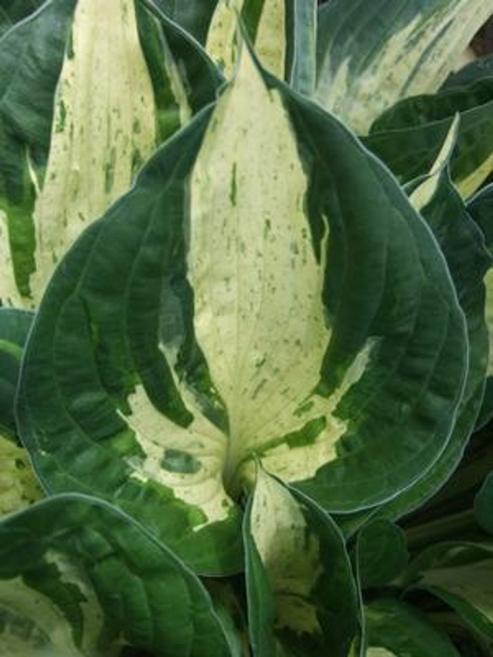 Hosta REVOLUTION 20ct Flat