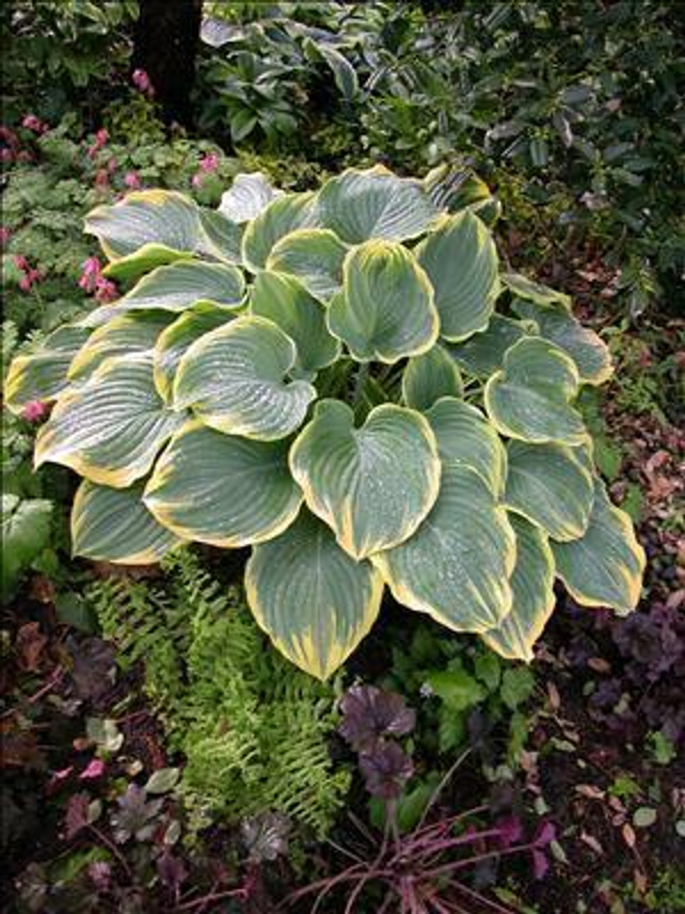 Hosta SAGAE 20ct Flat