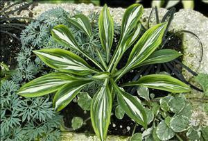 Hosta SPARKLER PPAF 20ct Flat