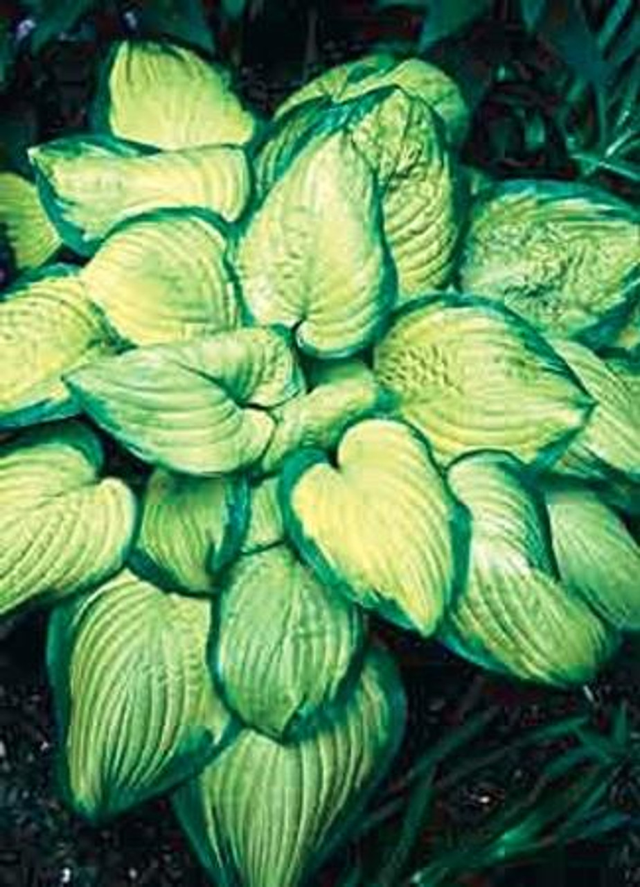Hosta Stained Glass Perennial Plant Sale Bloomin Designs Nursery