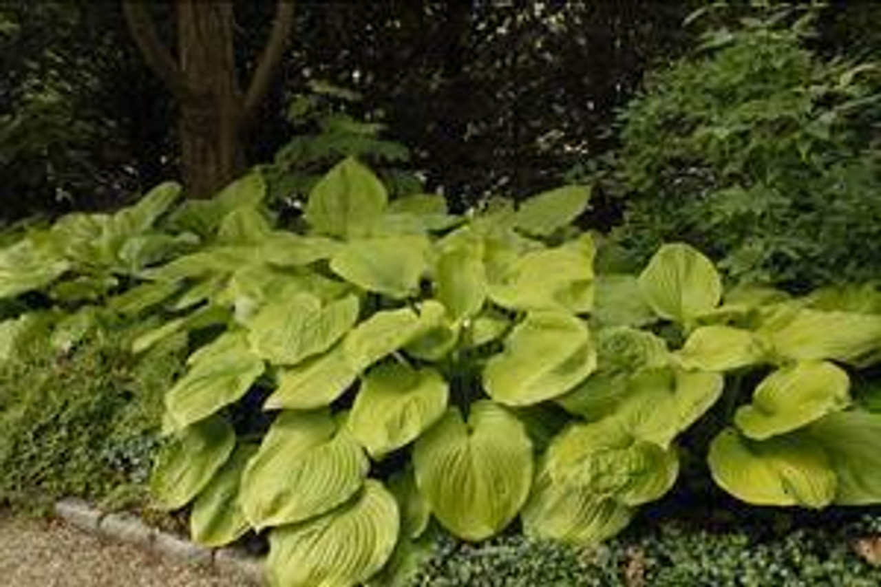 Hosta Sum and Substance 20ct Flat