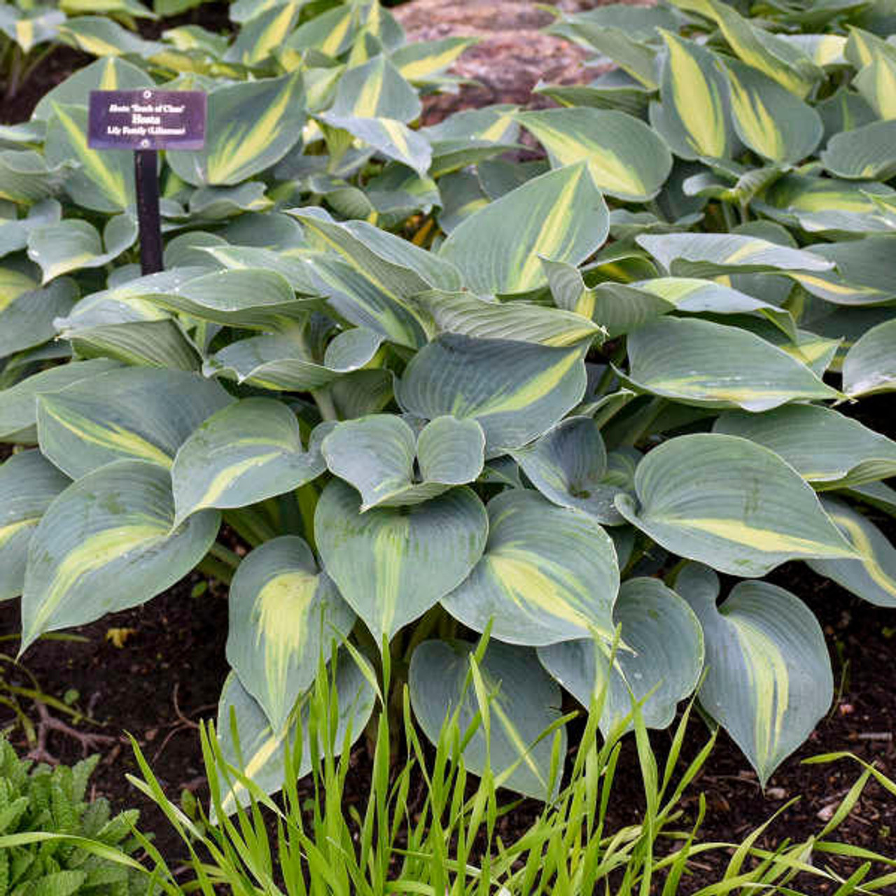 Hosta 'Touch of Class' PP13080 (20)ct Flat