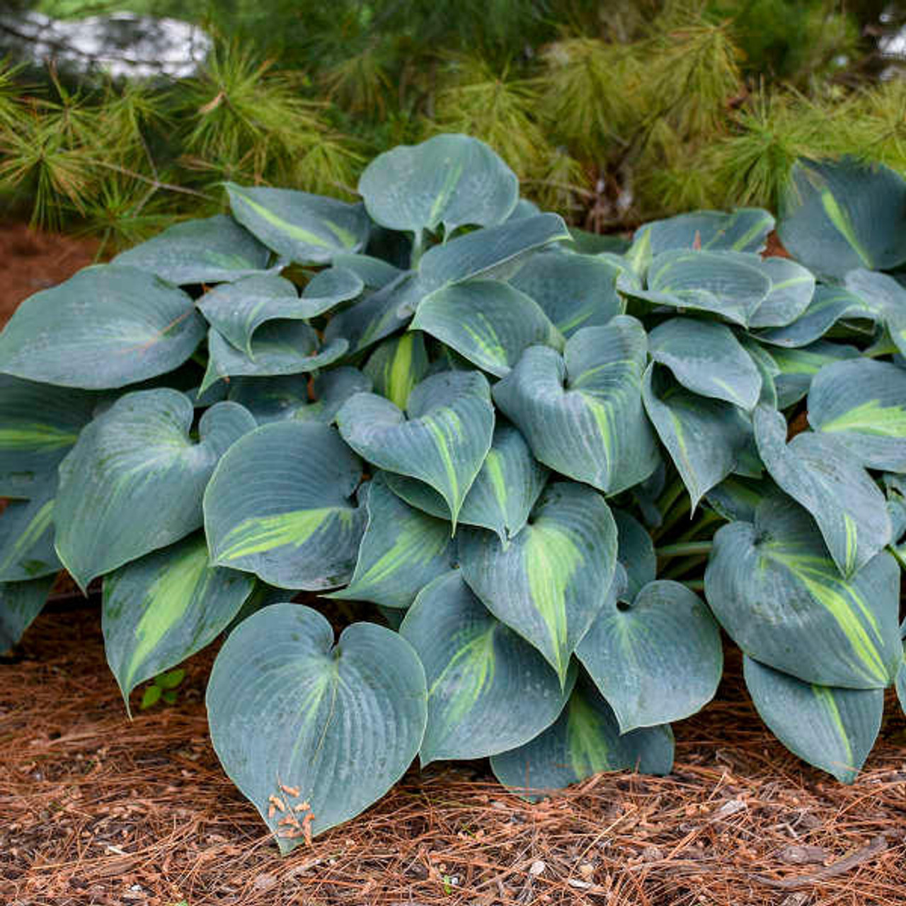 Hosta 'Touch of Class' PP13080 (20)ct Flat