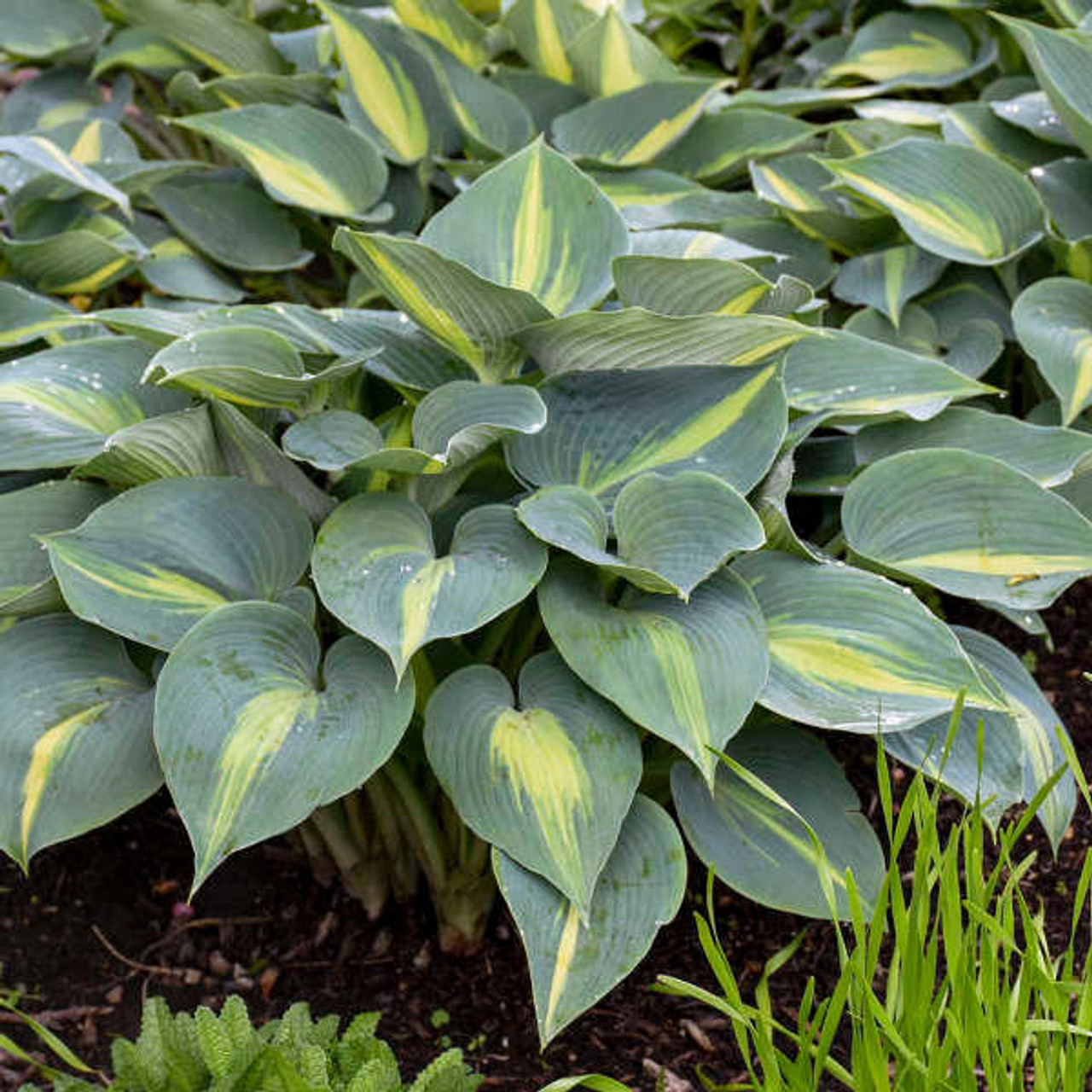 Hosta 'Touch of Class' PP13080 (20)ct Flat