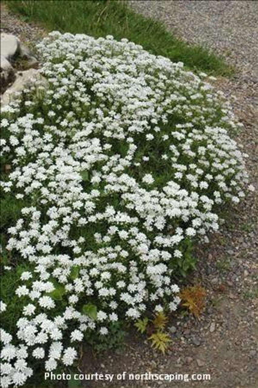 Iberis s Little Gem 25 BR Plants