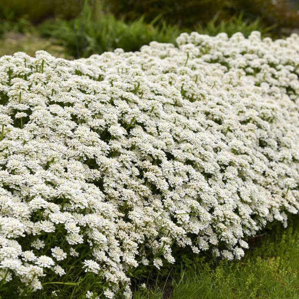 Iberis sempervirens 'Alexander's White' shipped from Grower to