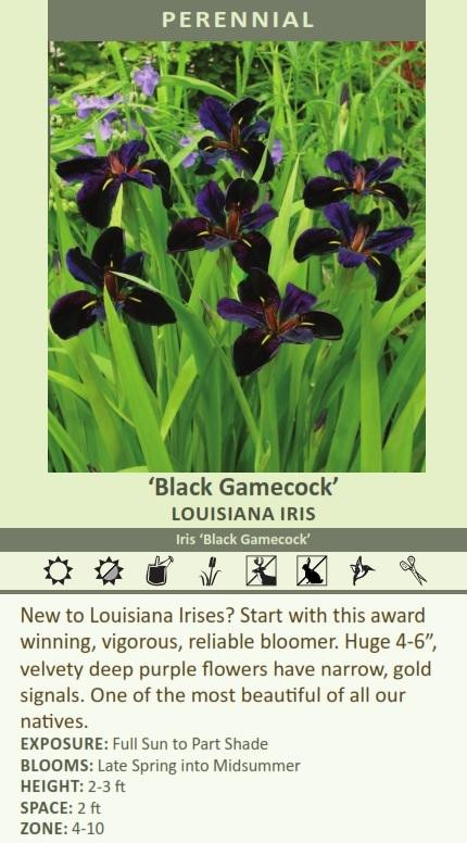 BLACK IRIS トレーディングカード 6枚セット Iris 'Black Gamecock' shipped from Grower to your door