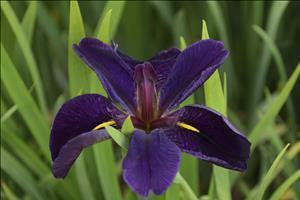 Iris 'Black Gamecock' shipped from Grower to your door