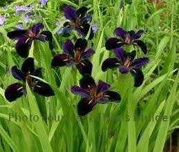 Iris 'Black Gamecock' shipped from Grower to your door