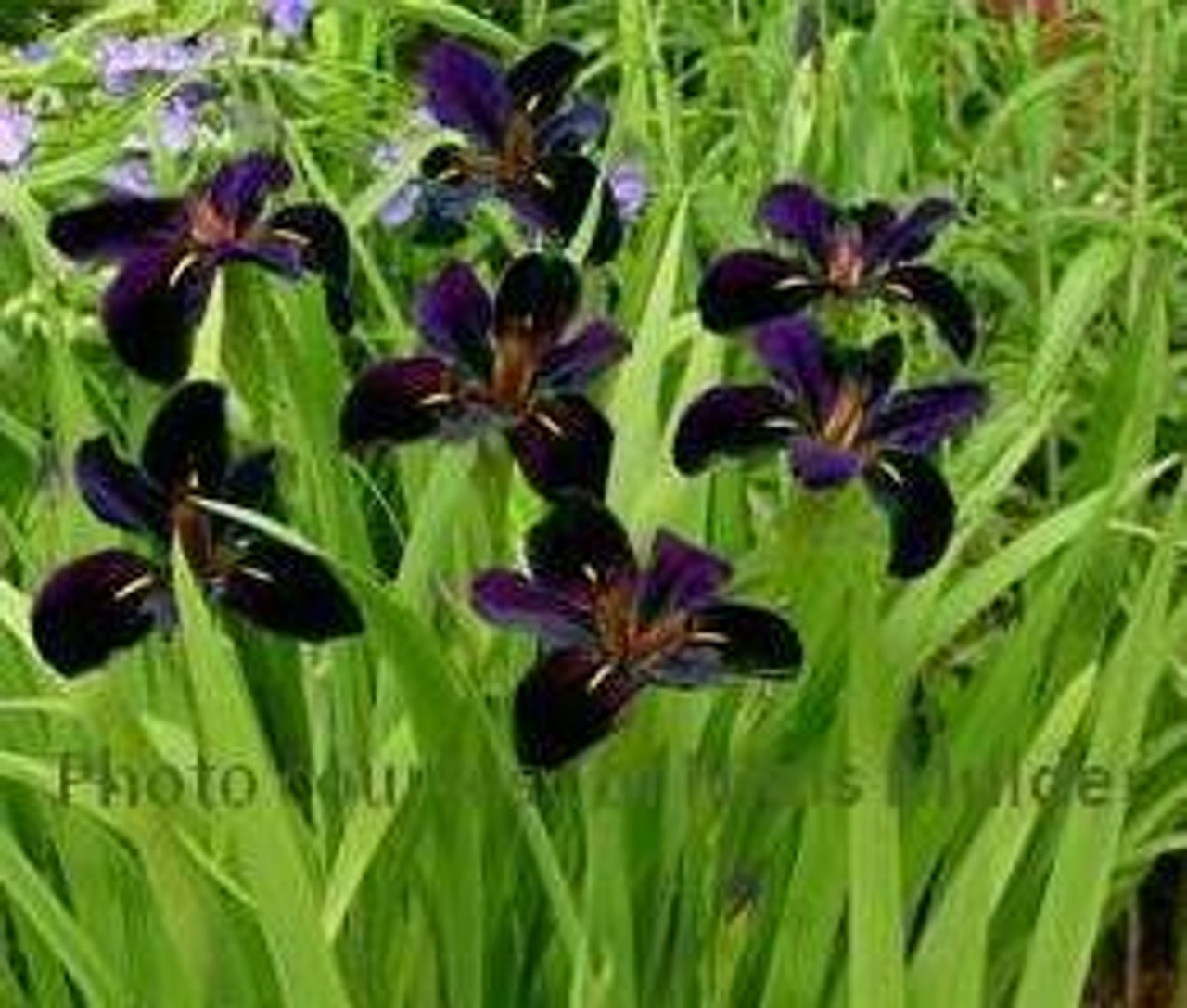 Iris Black Gamecock 25 BR Plants