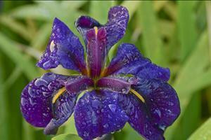 Iris 'Black Gamecock' shipped from Grower to your door